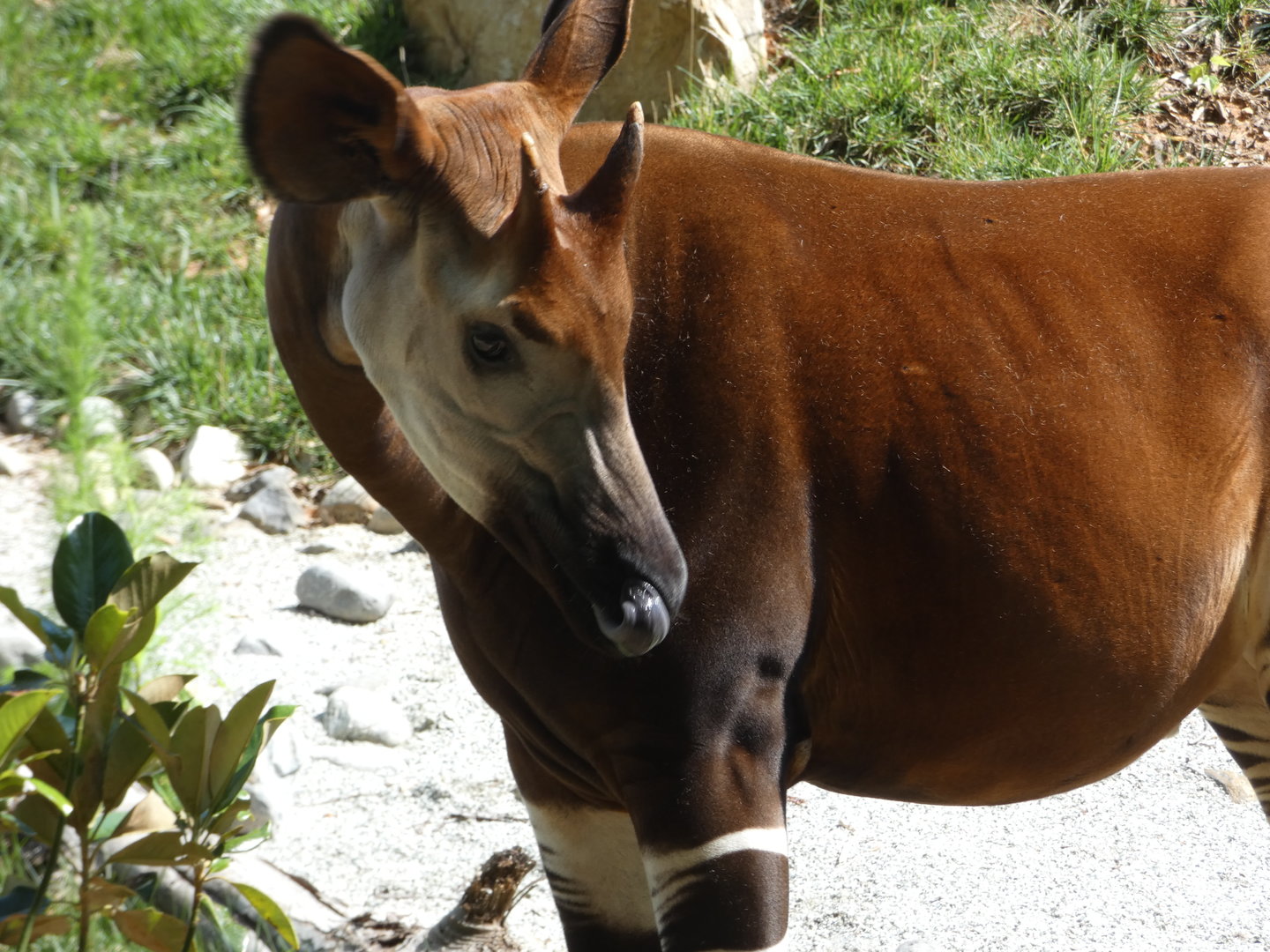 Okapi at the Greensboro Science Center