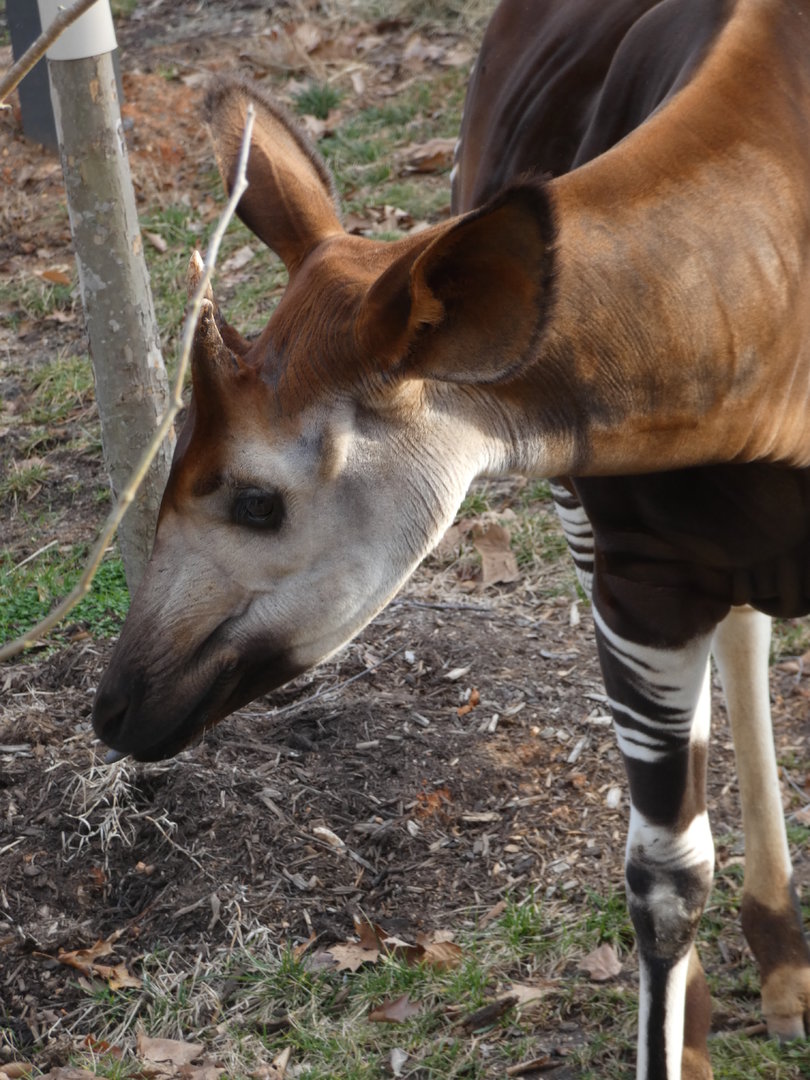 Okapi at the Greensboro Science Center