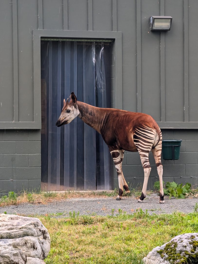 Okapi at the Greensboro Science Center
