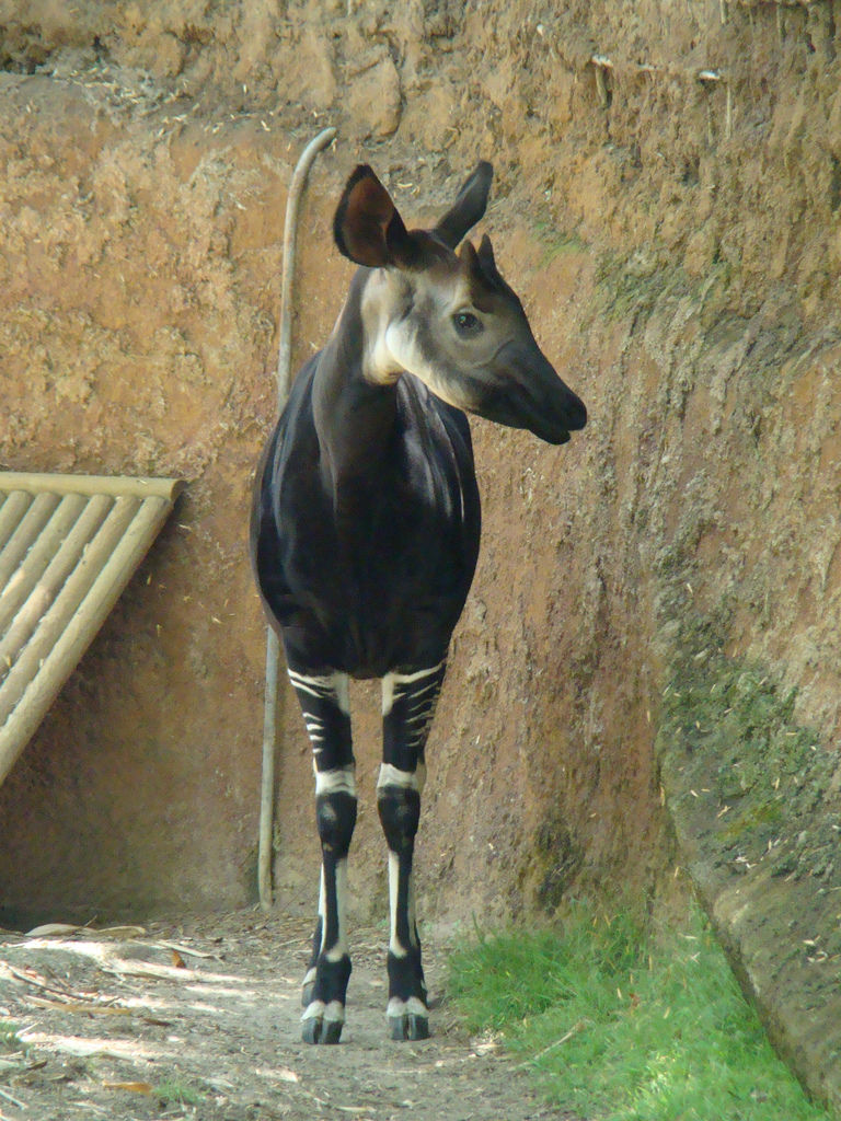 Okapi at the Los Angeles Zoo