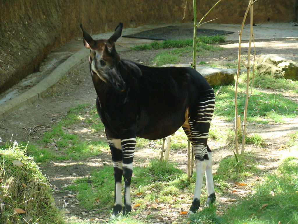 Okapi at the Los Angeles Zoo