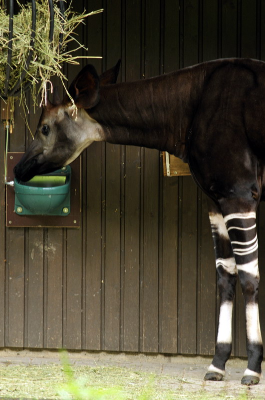 Okapi at wuppertal zoo