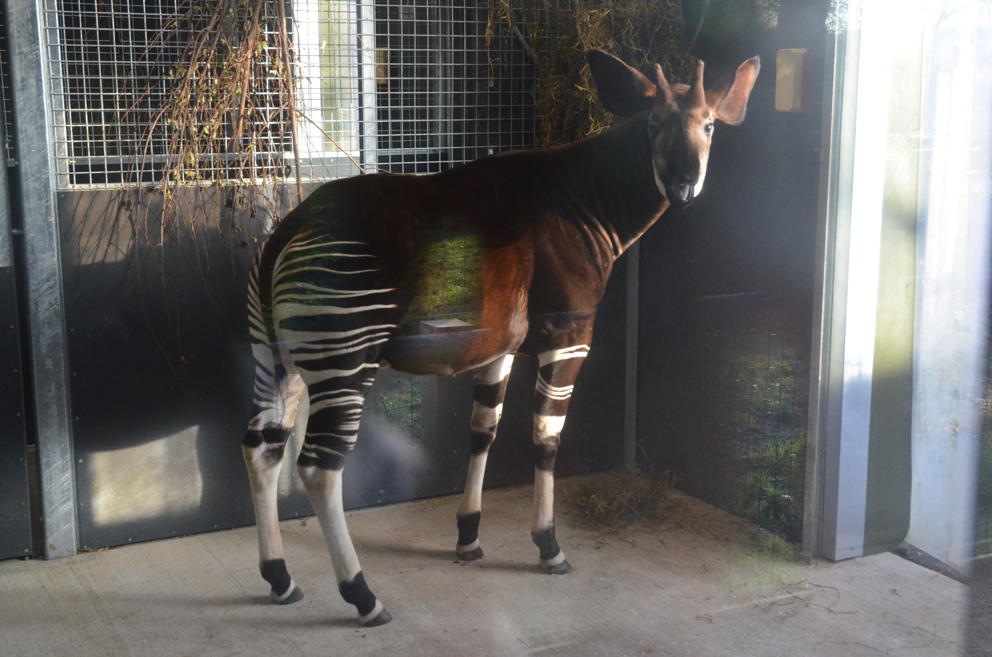 Okapi at Yorkshire WP, 18/01/20