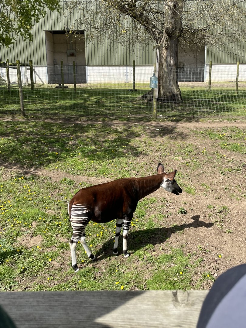 Okapi at YWP