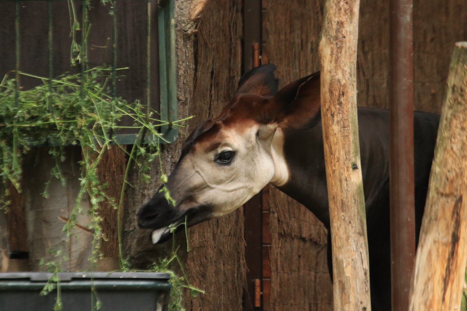 Okapi (August 2019)