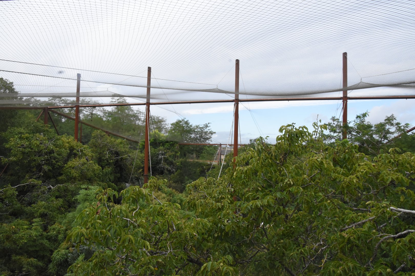 Okapi aviary - canopy view