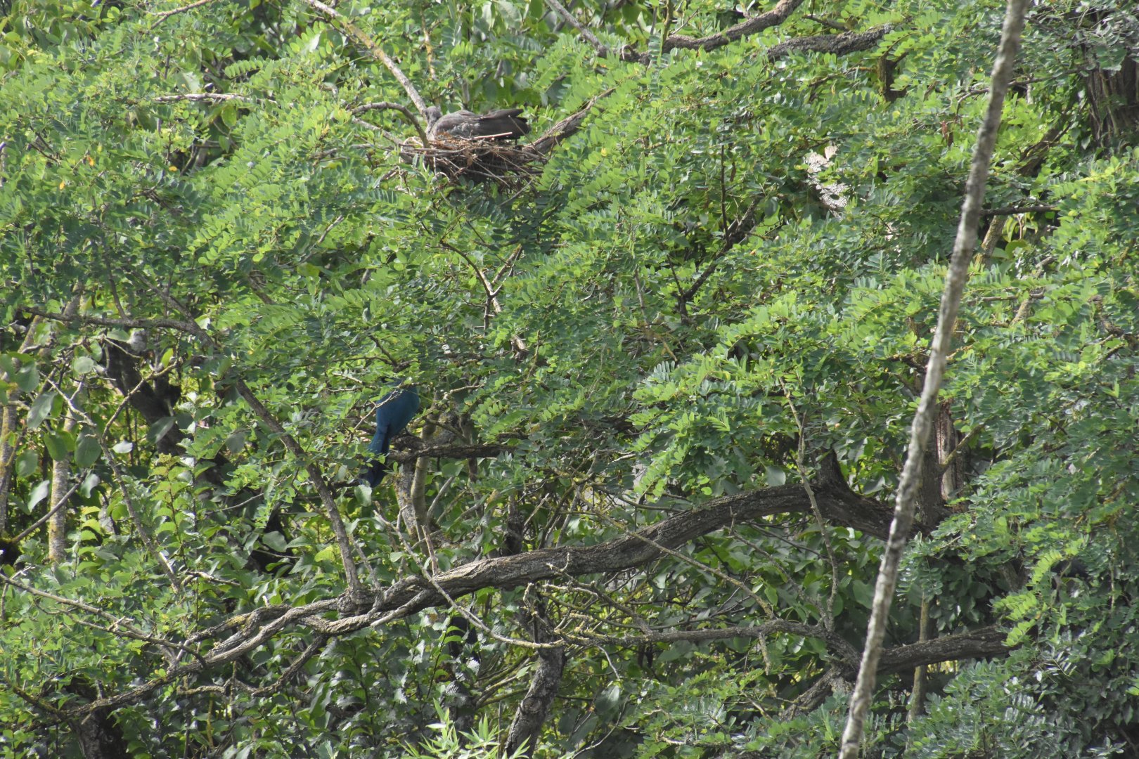 Okapi aviary - finding a Great Blue Turaco