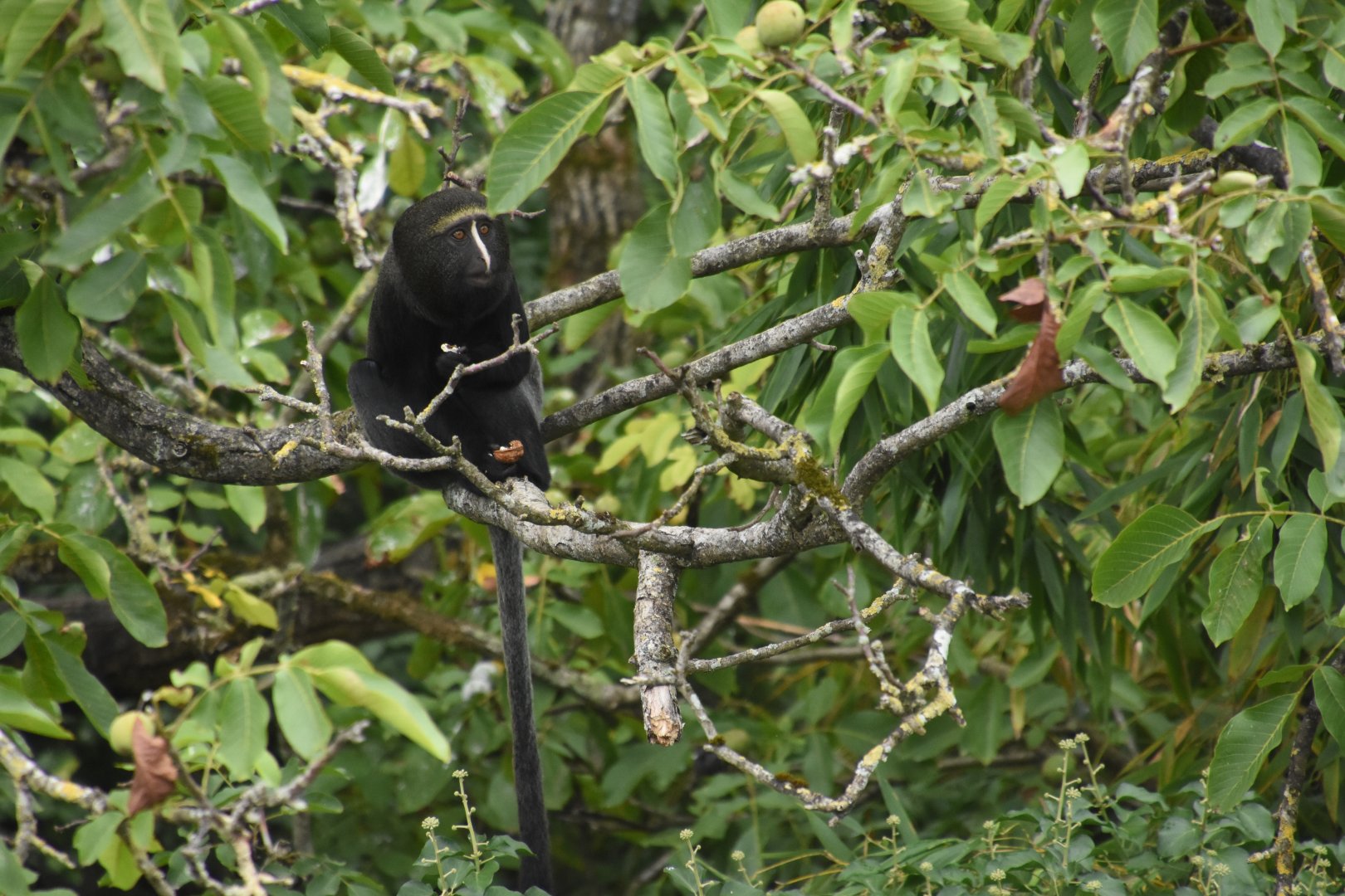 Okapi aviary - Hamlyn's Monkey