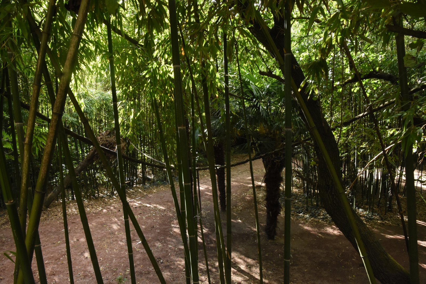 Okapi aviary