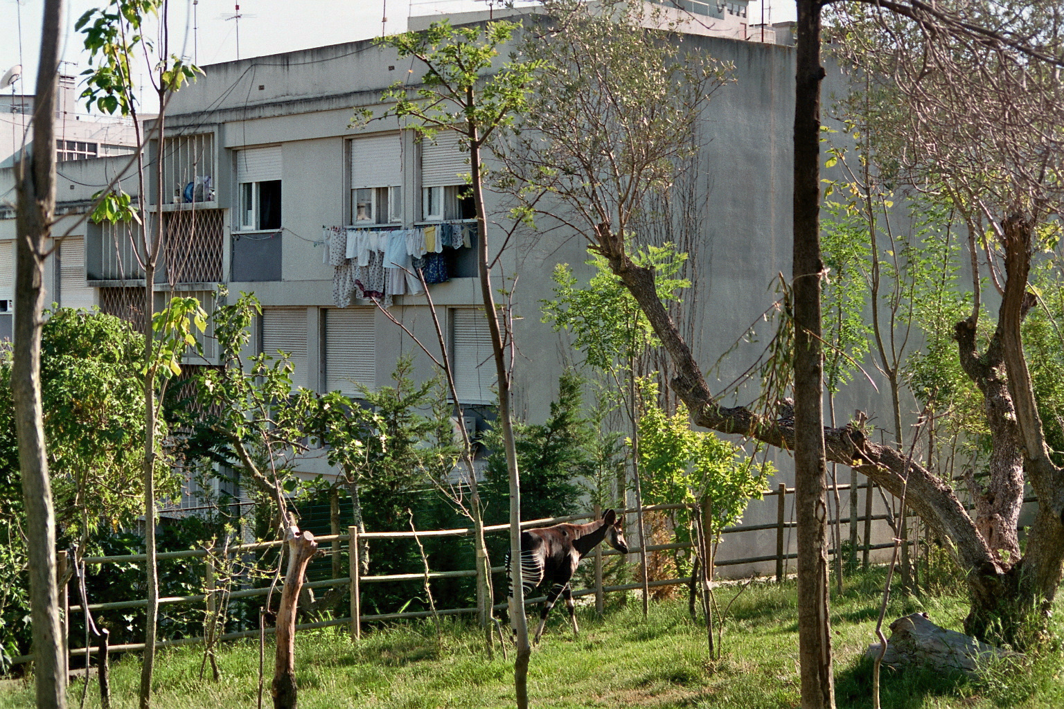 Okapi backyard Exhibit