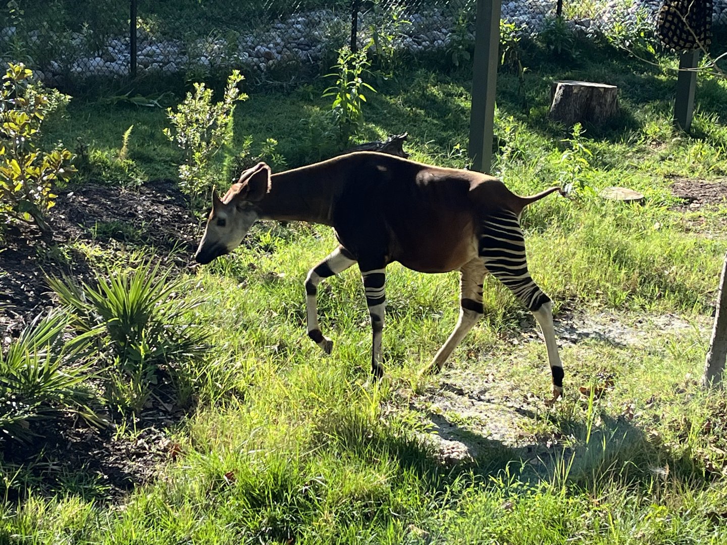 Okapi “Bakari”
