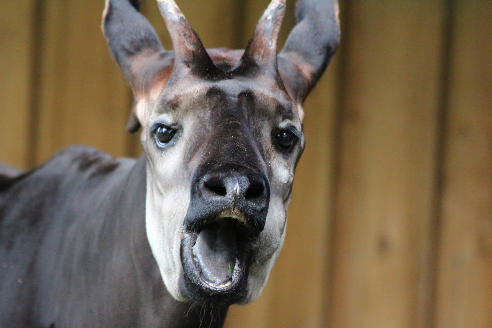 Okapi believe you!