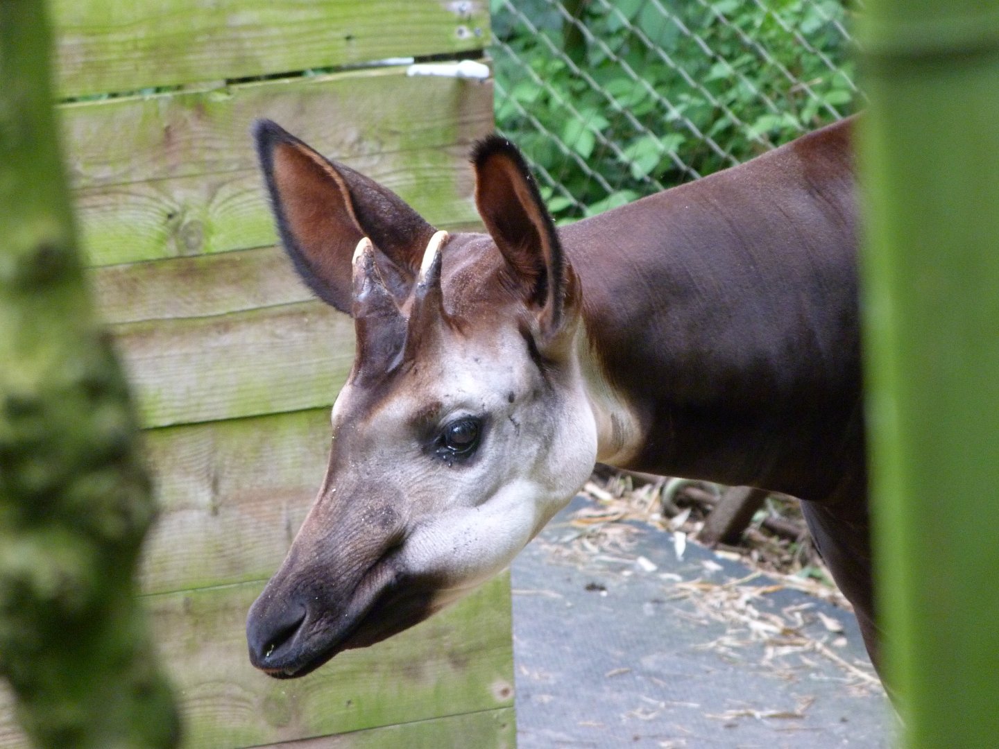 Okapi -Bioparc de Doué la Fontaine (2025)