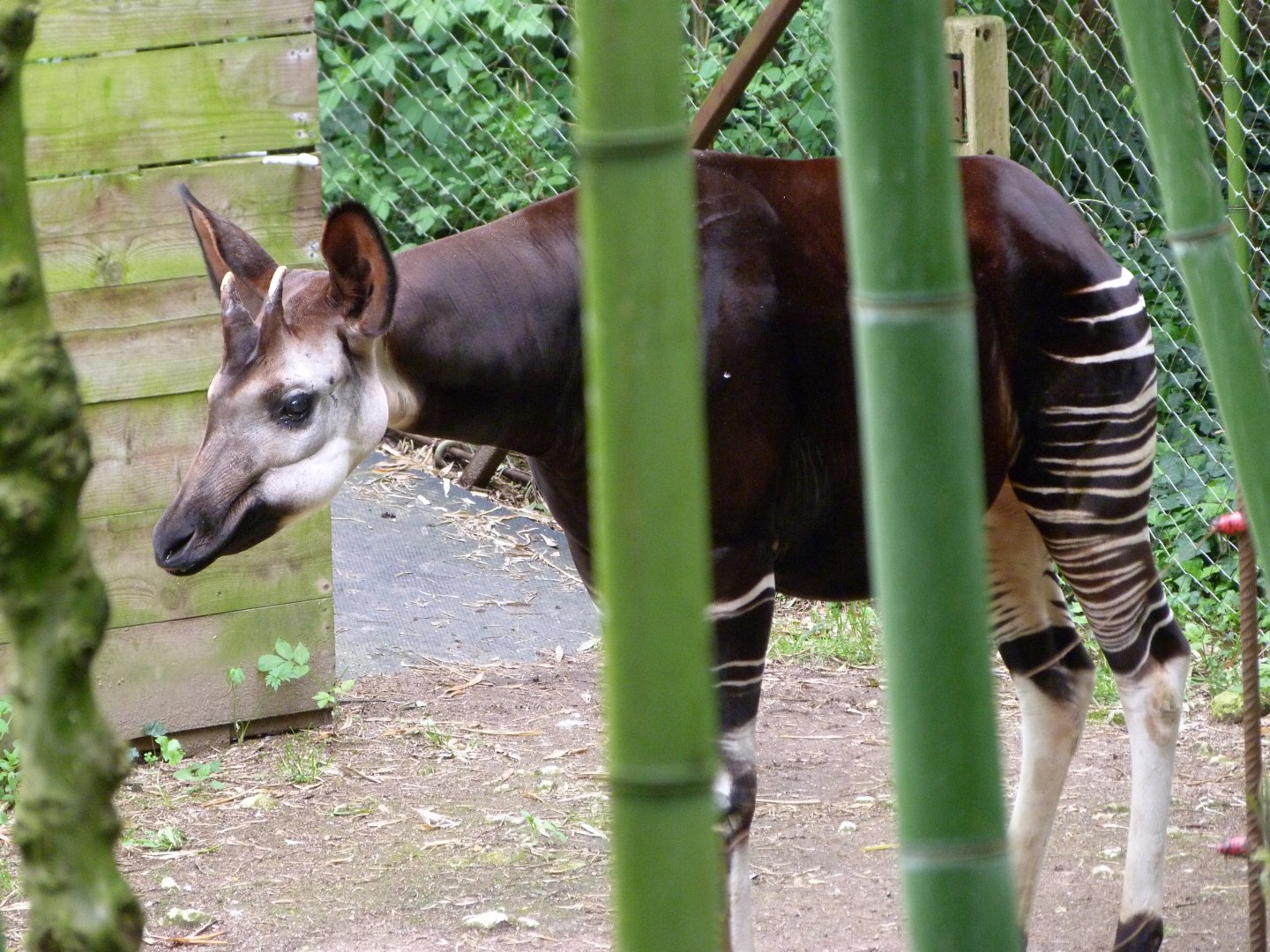 Okapi -Bioparc de Doué la Fontaine (2025)