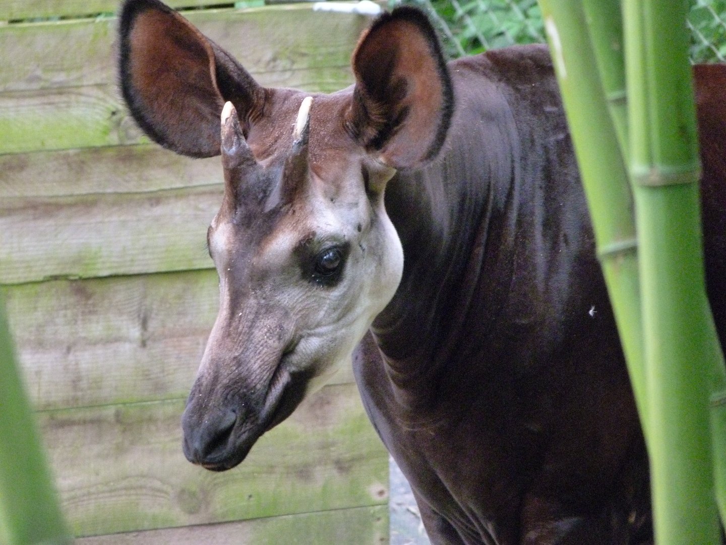 Okapi -Bioparc de Doué la Fontaine (2025)