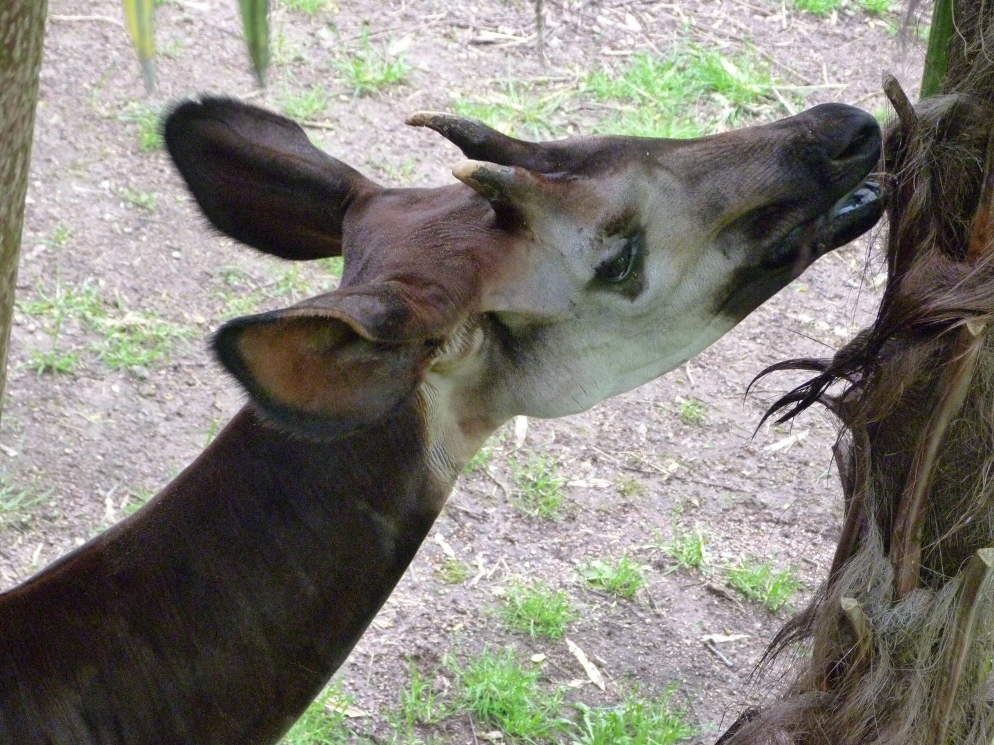 Okapi -Bioparc de Doué la Fontaine (2025)