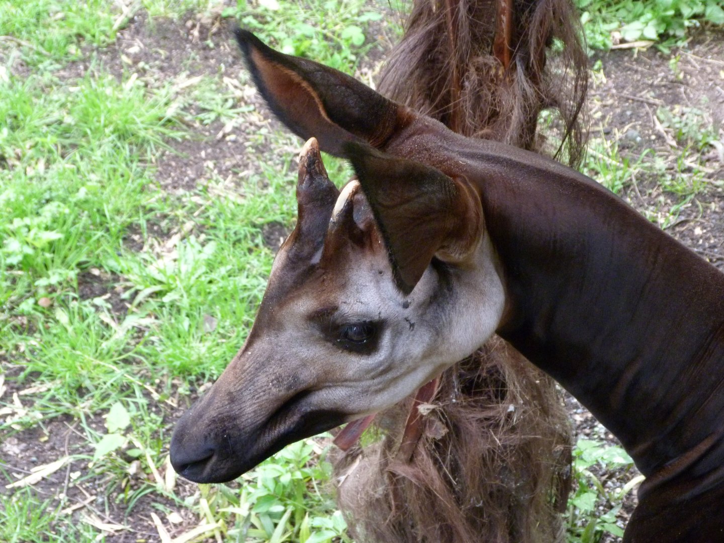 Okapi -Bioparc de Doué la Fontaine (2025)