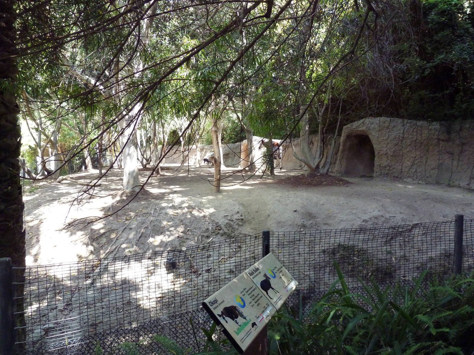 Okapi/Black Duiker Exhibit