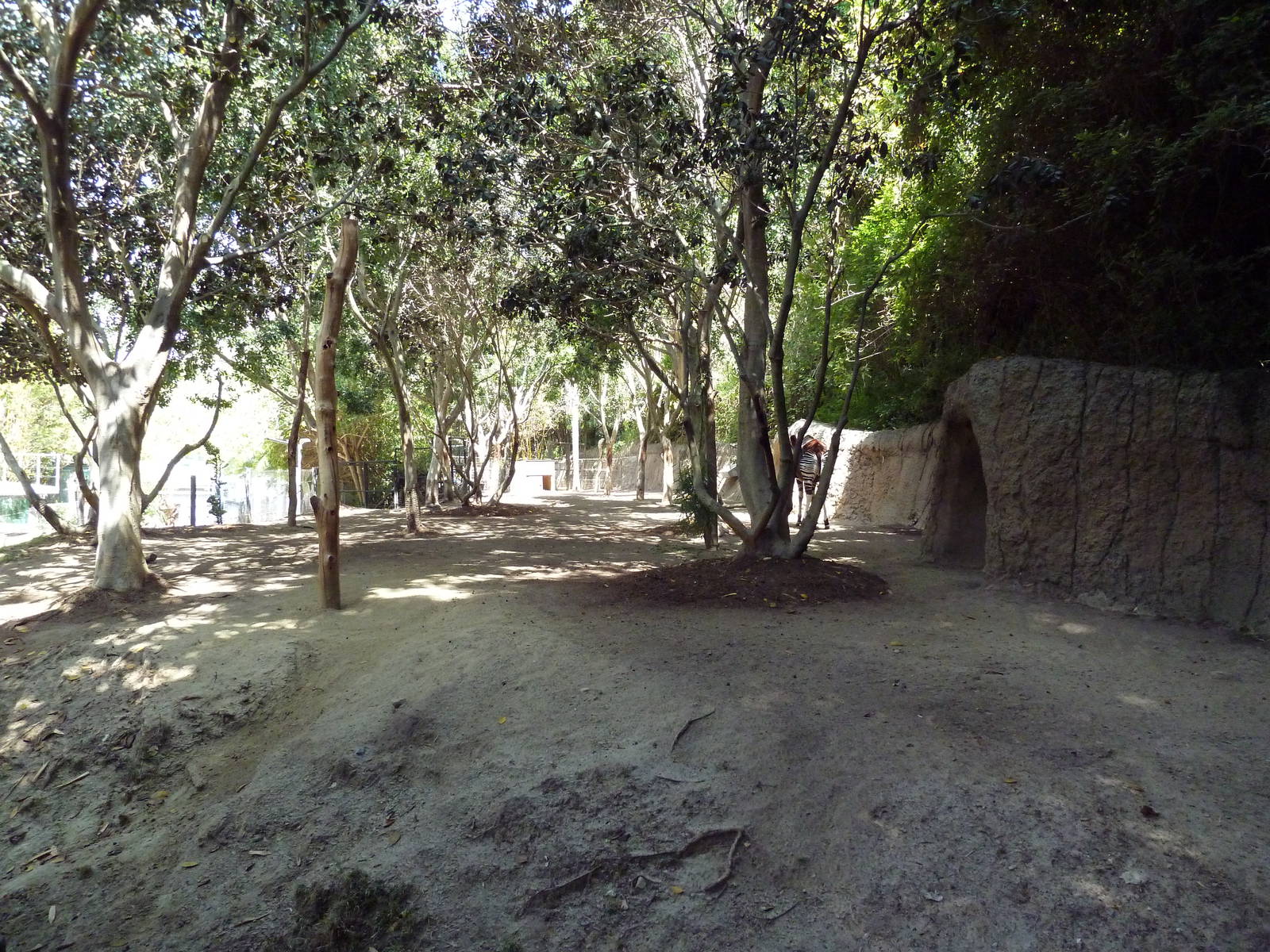 Okapi/Black Duiker Exhibit