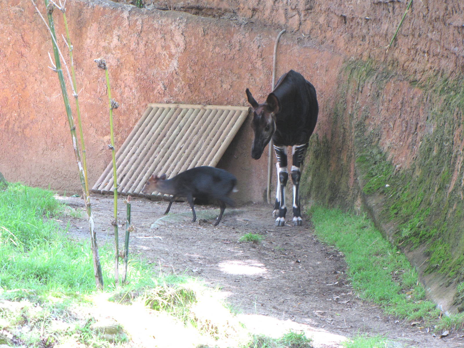 Okapi/Black Duiker Habitat