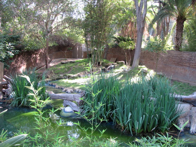 Okapi/Black Duiker Habitat