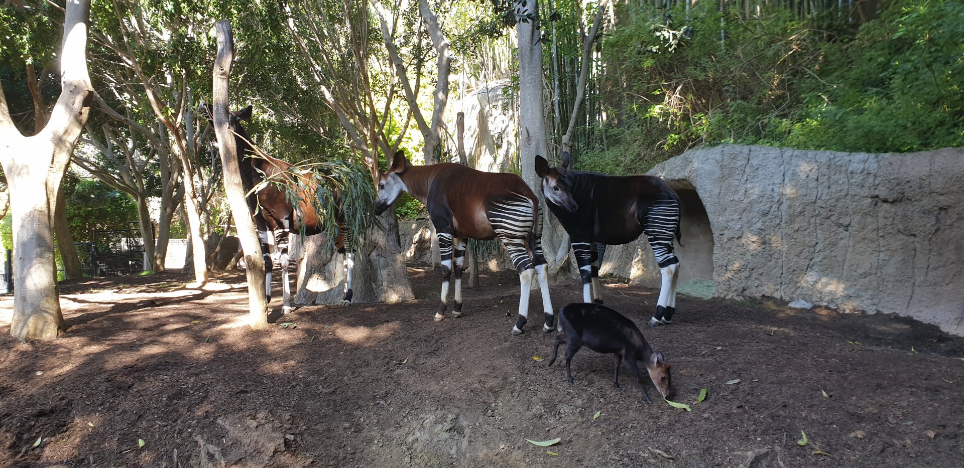 Okapi&Black Duiker, Lost Forest