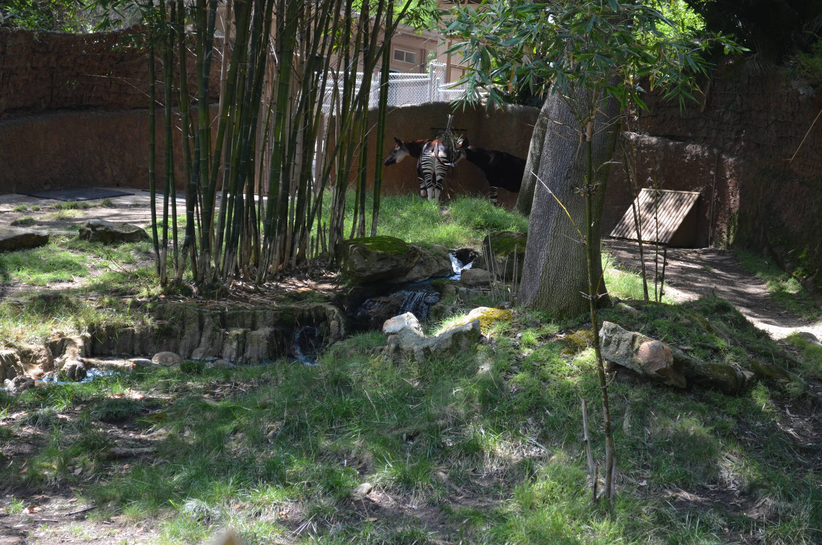 Okapi/Black Duiker Mixed Yard