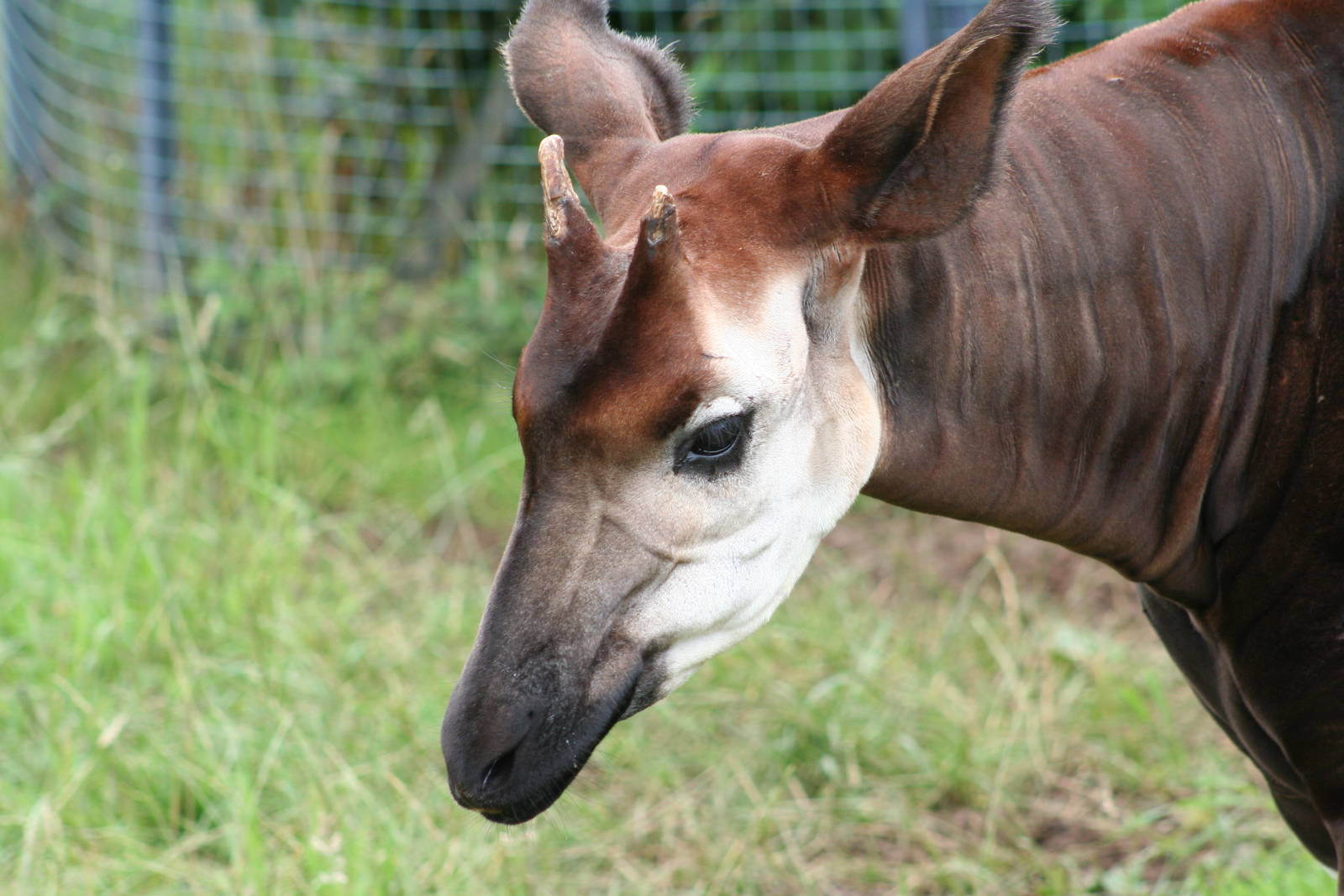 Okapi @ Bristol; 23.07.2011
