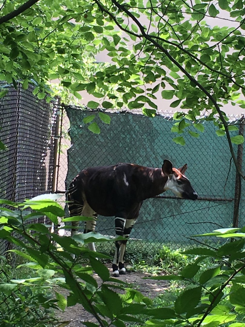 Okapi | Brookfield Zoo