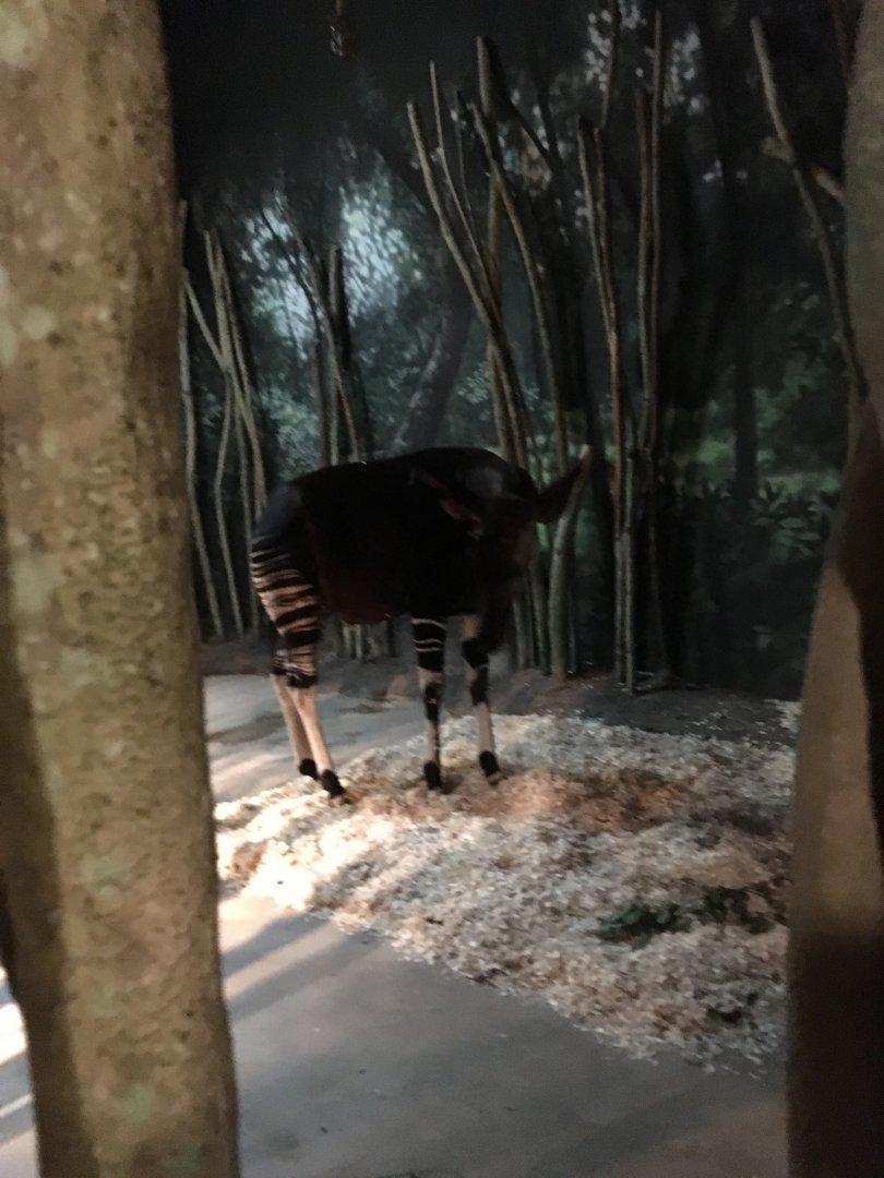 Okapi | Brookfield Zoo
