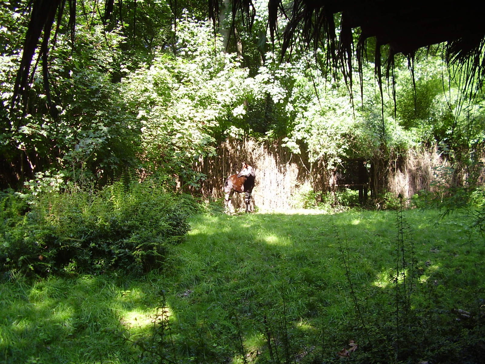 Okapi bull Steve, August 2010
