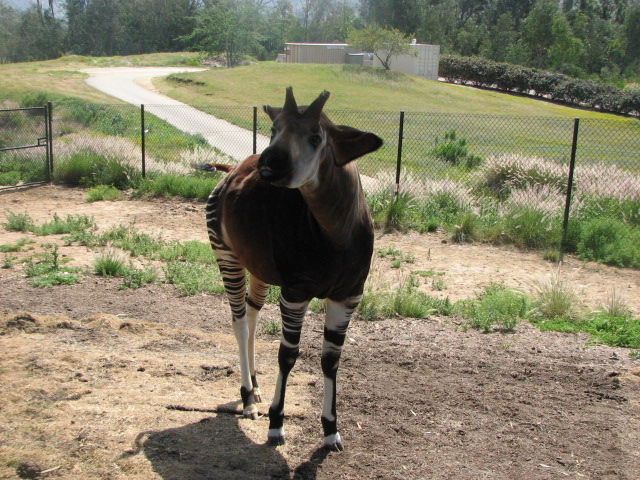 Okapi bull