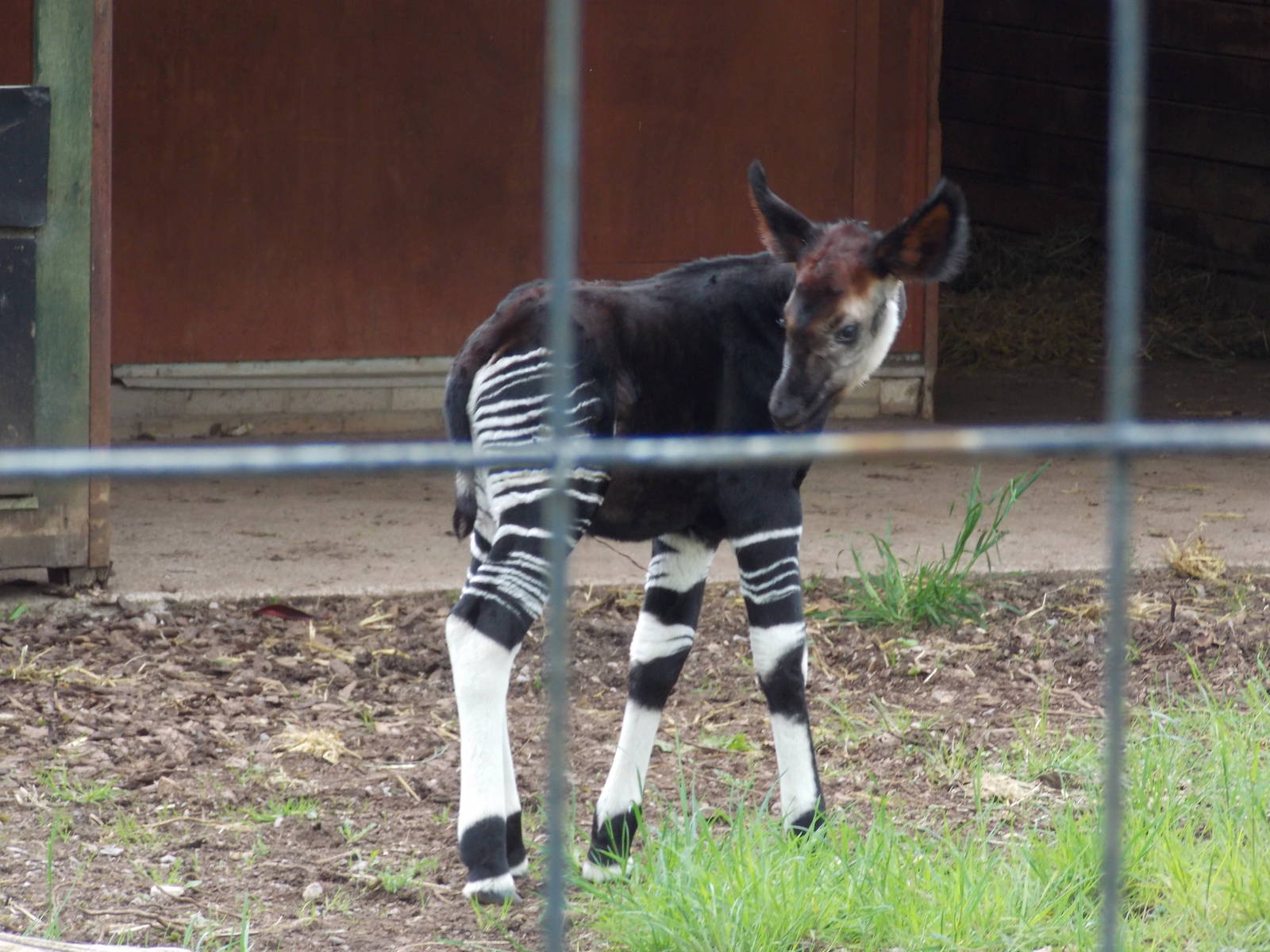 Okapi calf 18/5/13