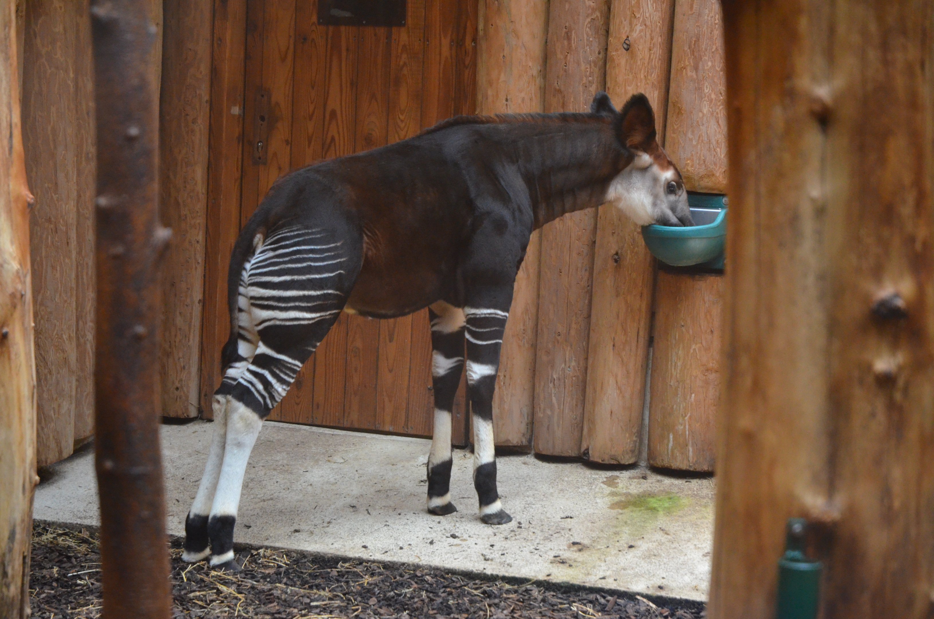 Okapi Calf at Wuppertal, 16/06/19