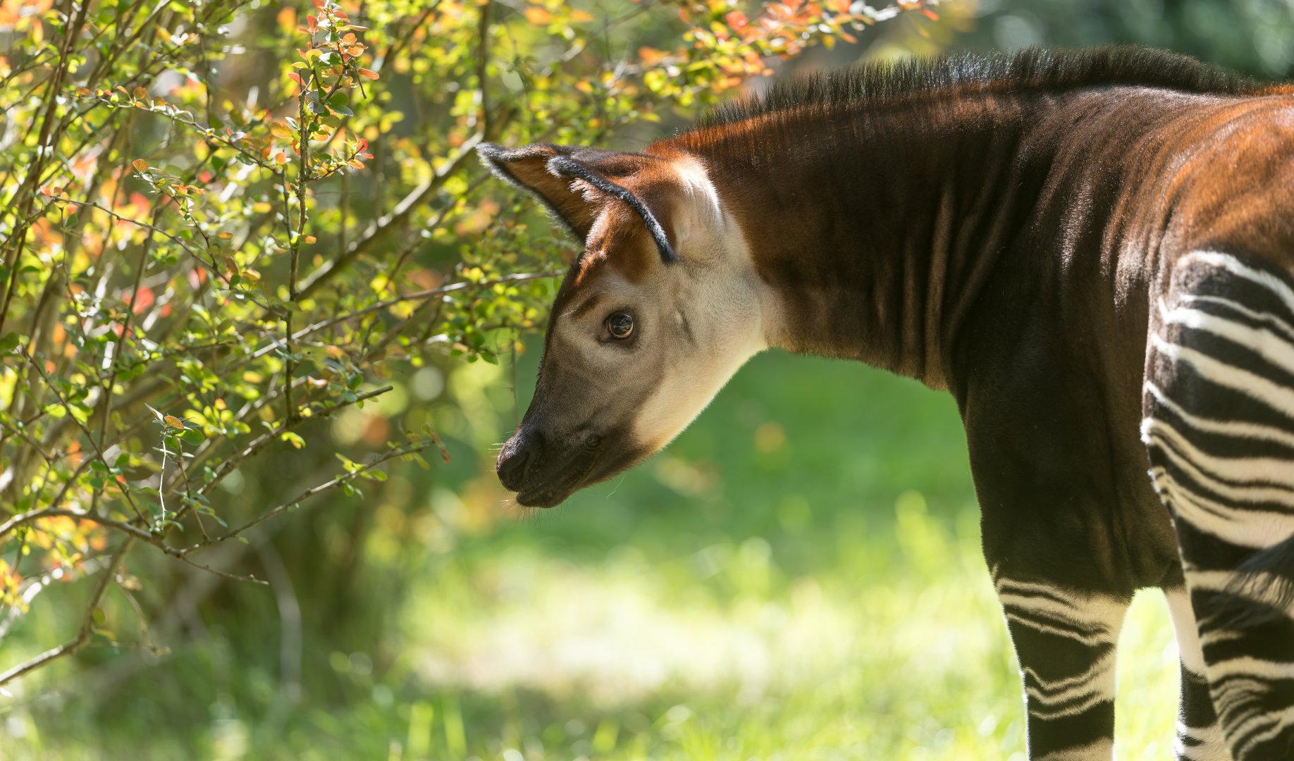 Okapi calf, Chester, UK