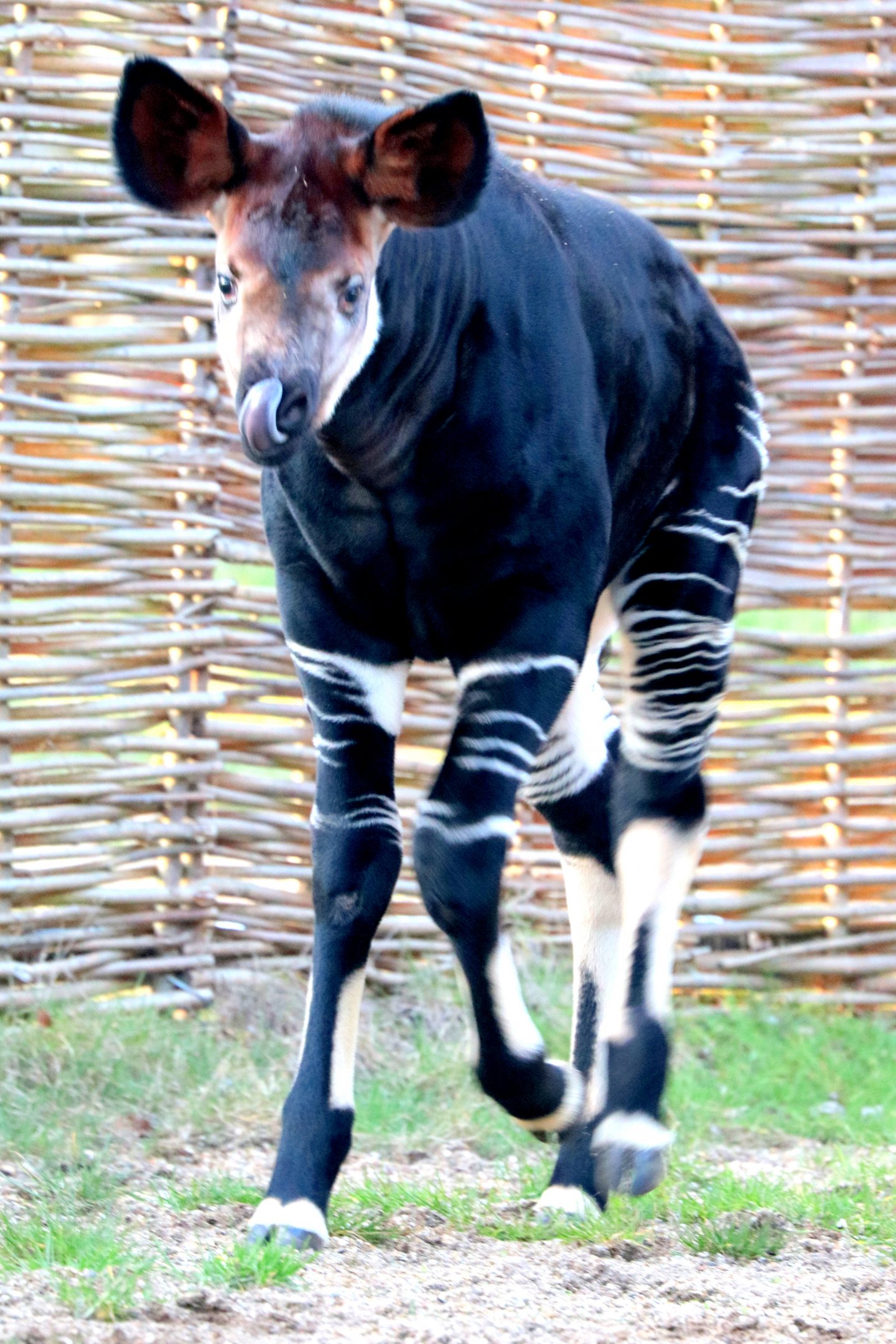 Okapi calf; London Zoo; 24th February 2018