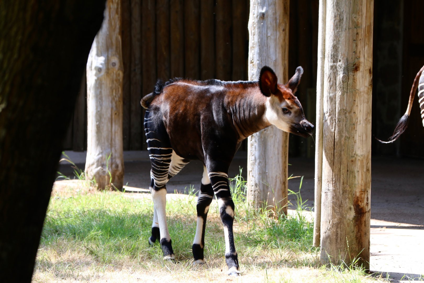 Okapi calf 'Semuliki' - 14 July 2018