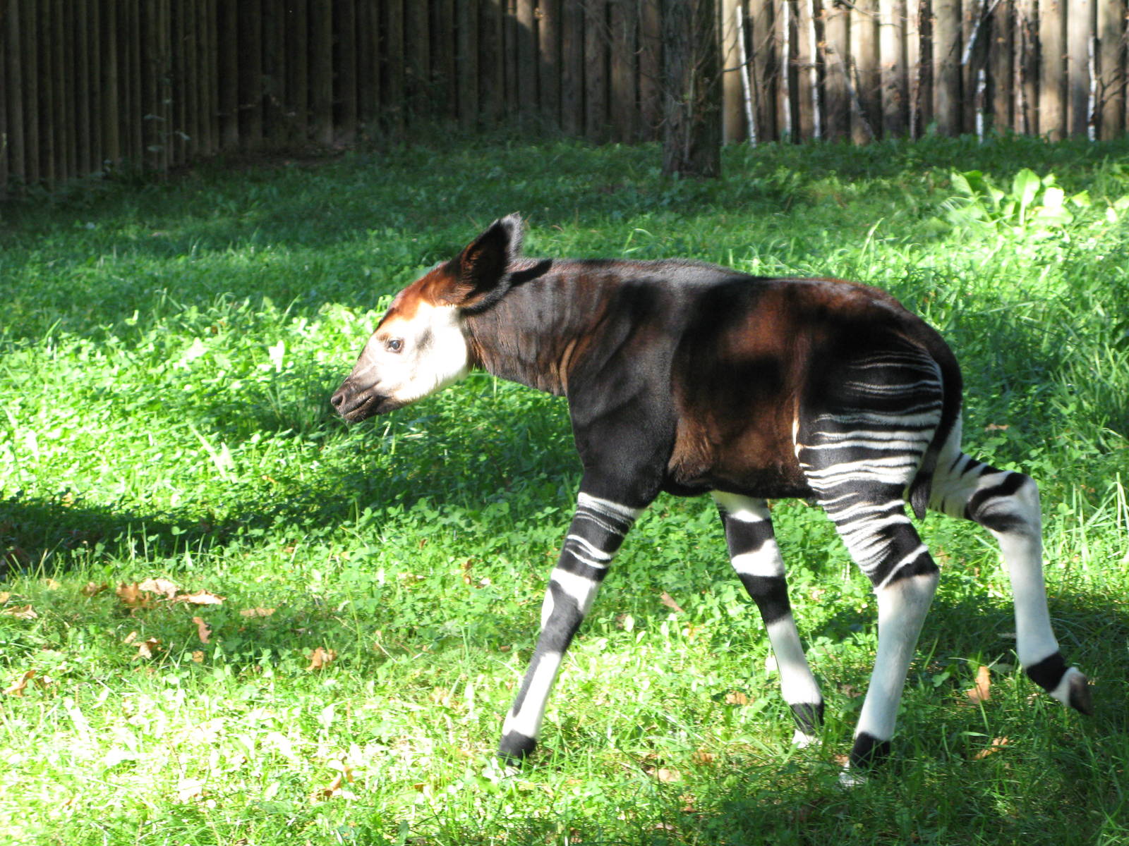 Okapi calf