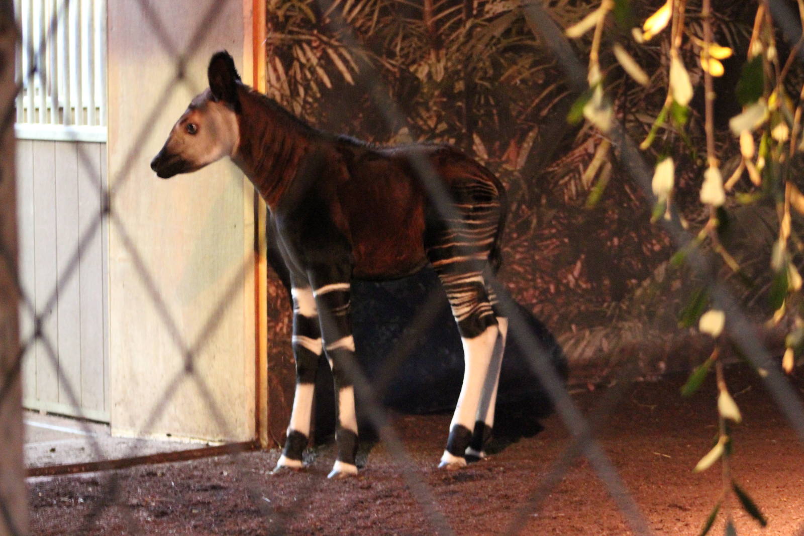 Okapi calf