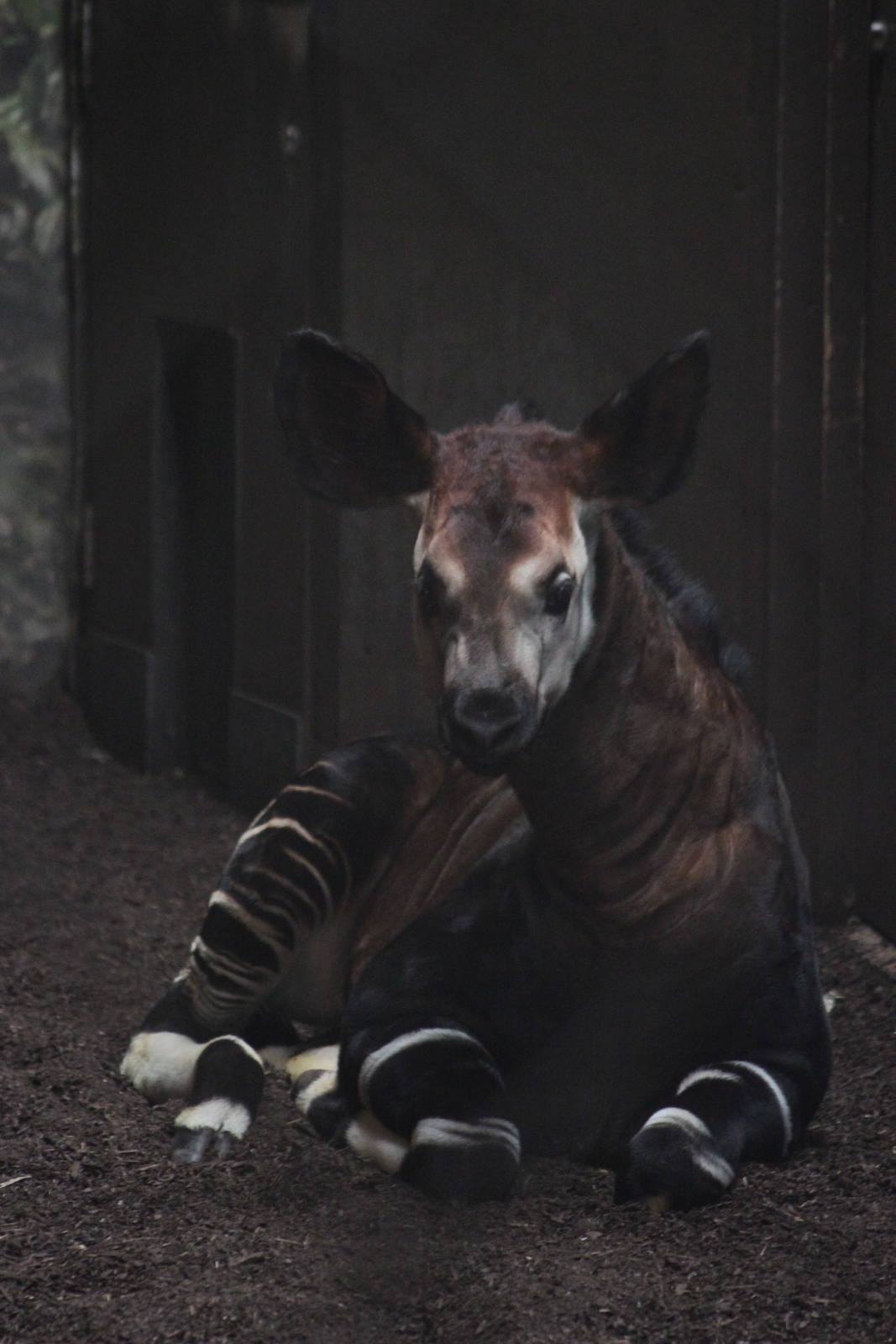 Okapi calf