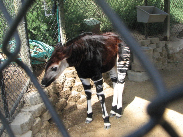 Okapi calf