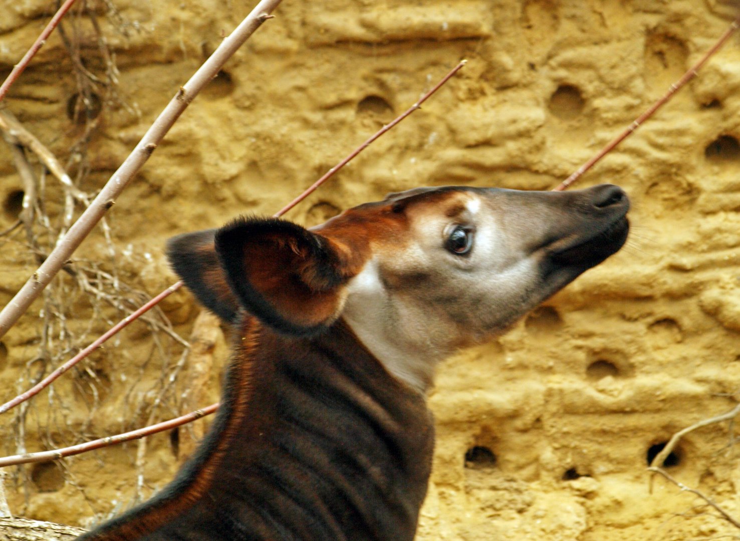 Okapi calf