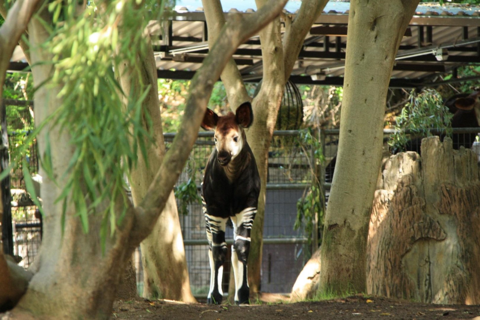 Okapi Calf