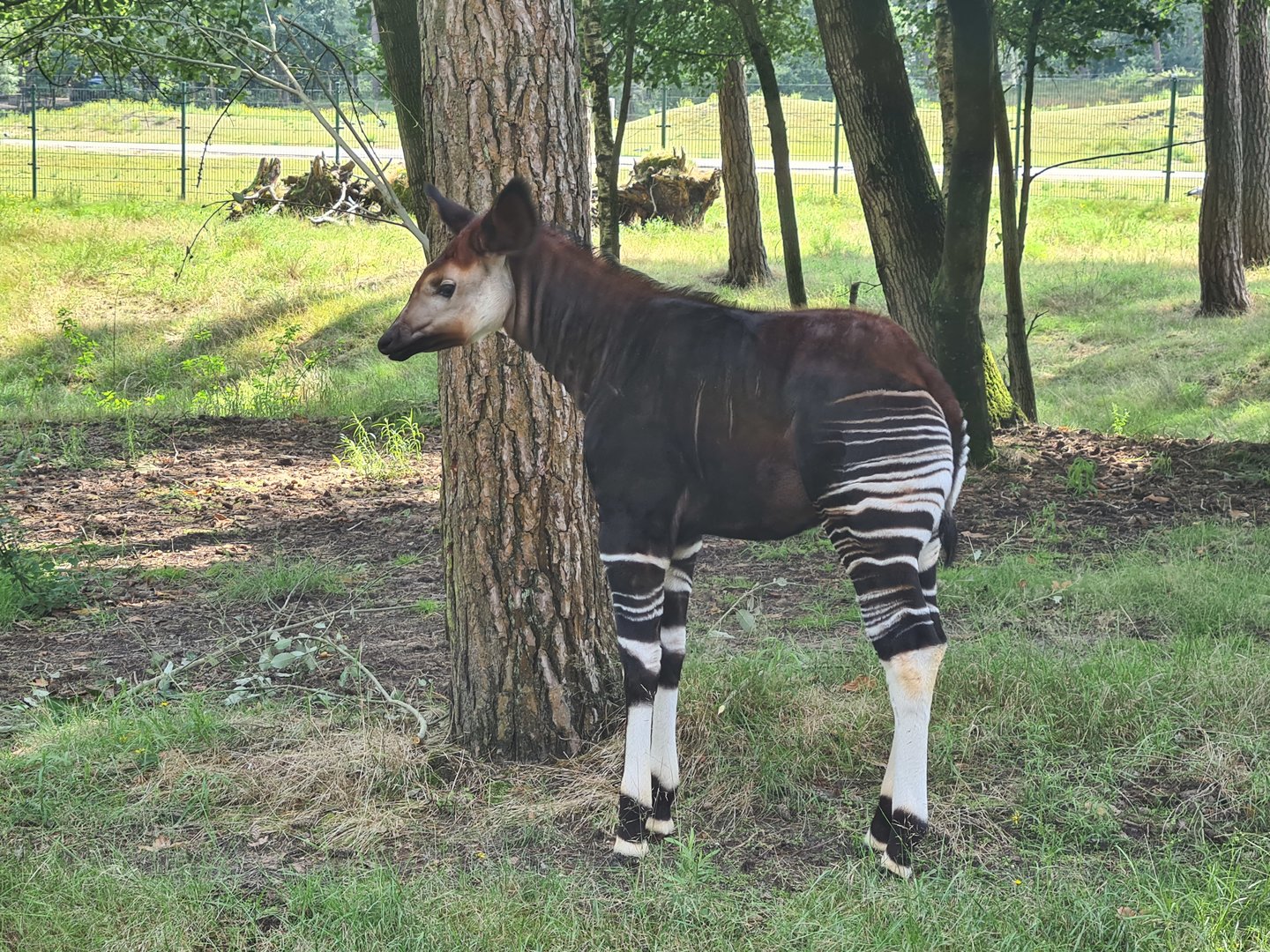 Okapi calf