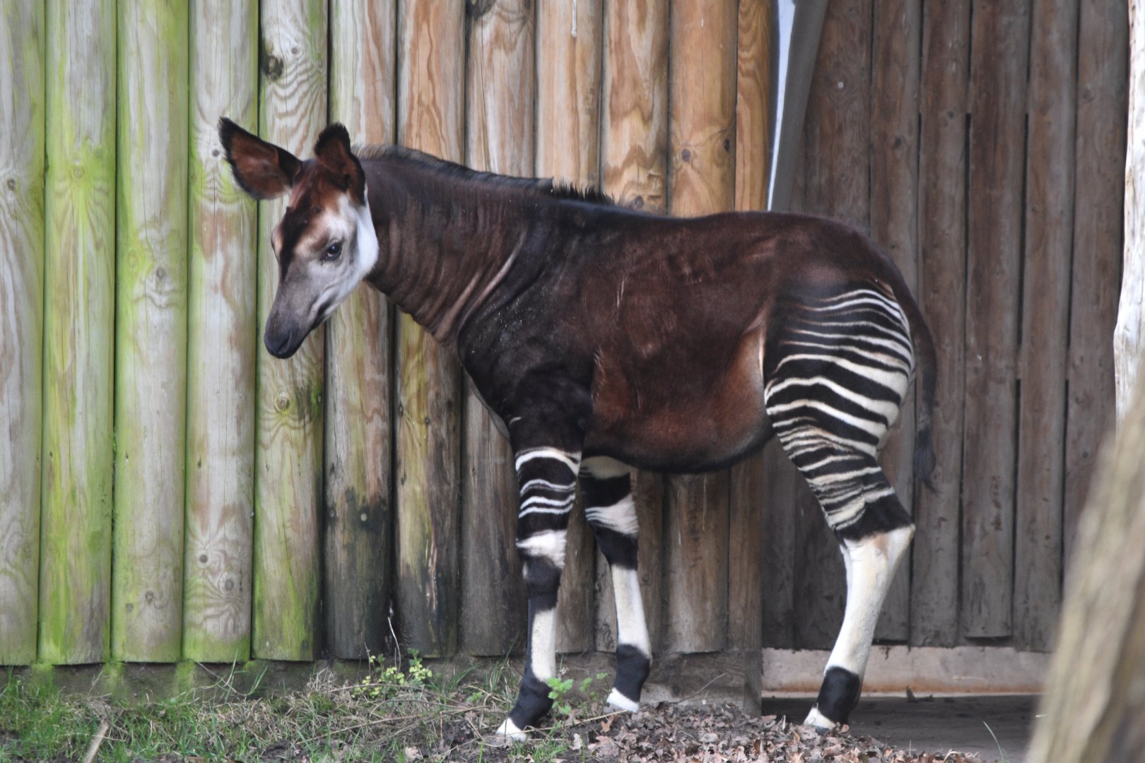 Okapi calf