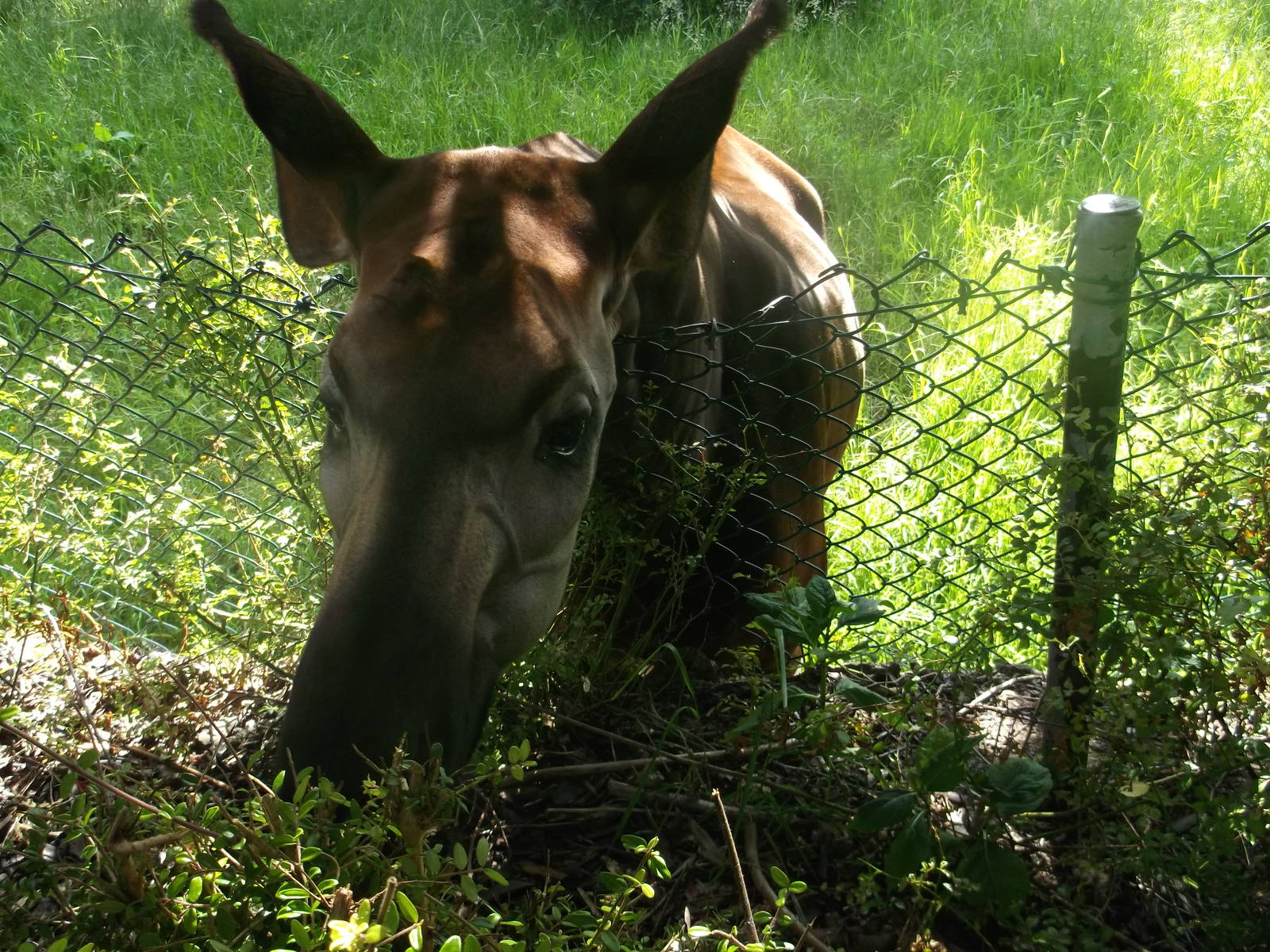 Okapi, Chester, 6.7.2013