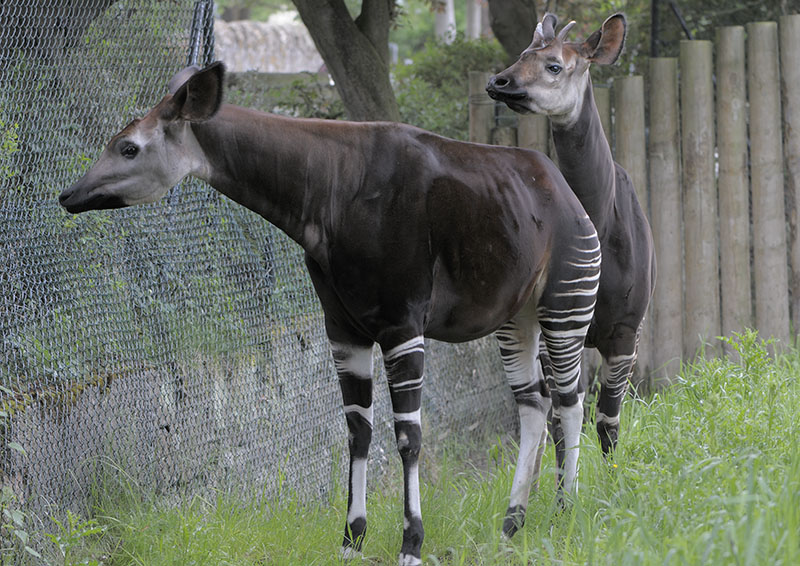 Okapi courtship