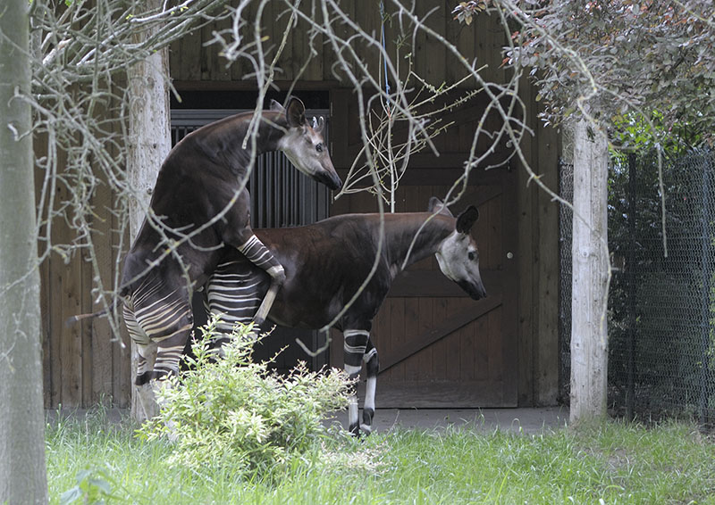 Okapi courtship