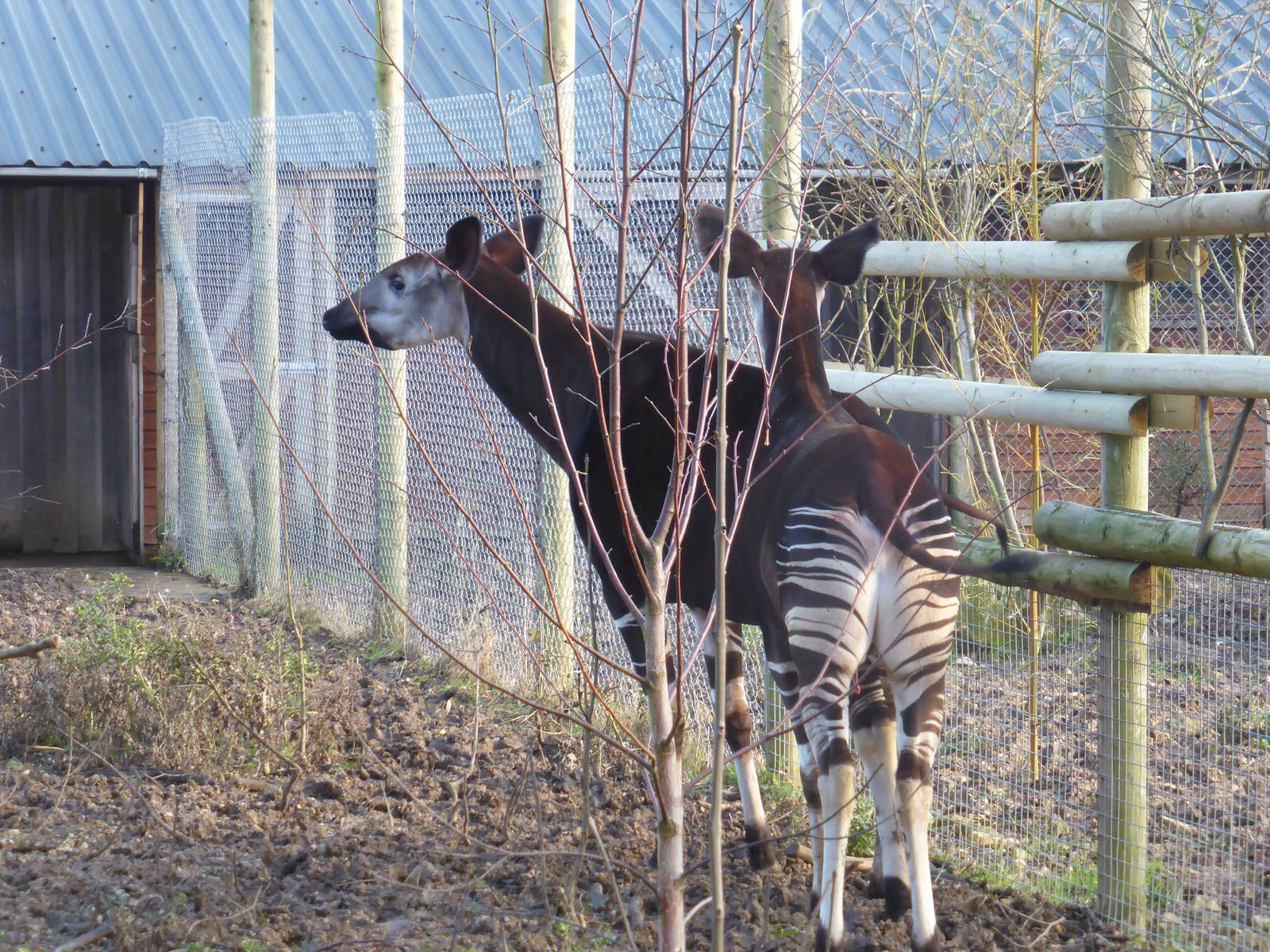 Okapi courtship