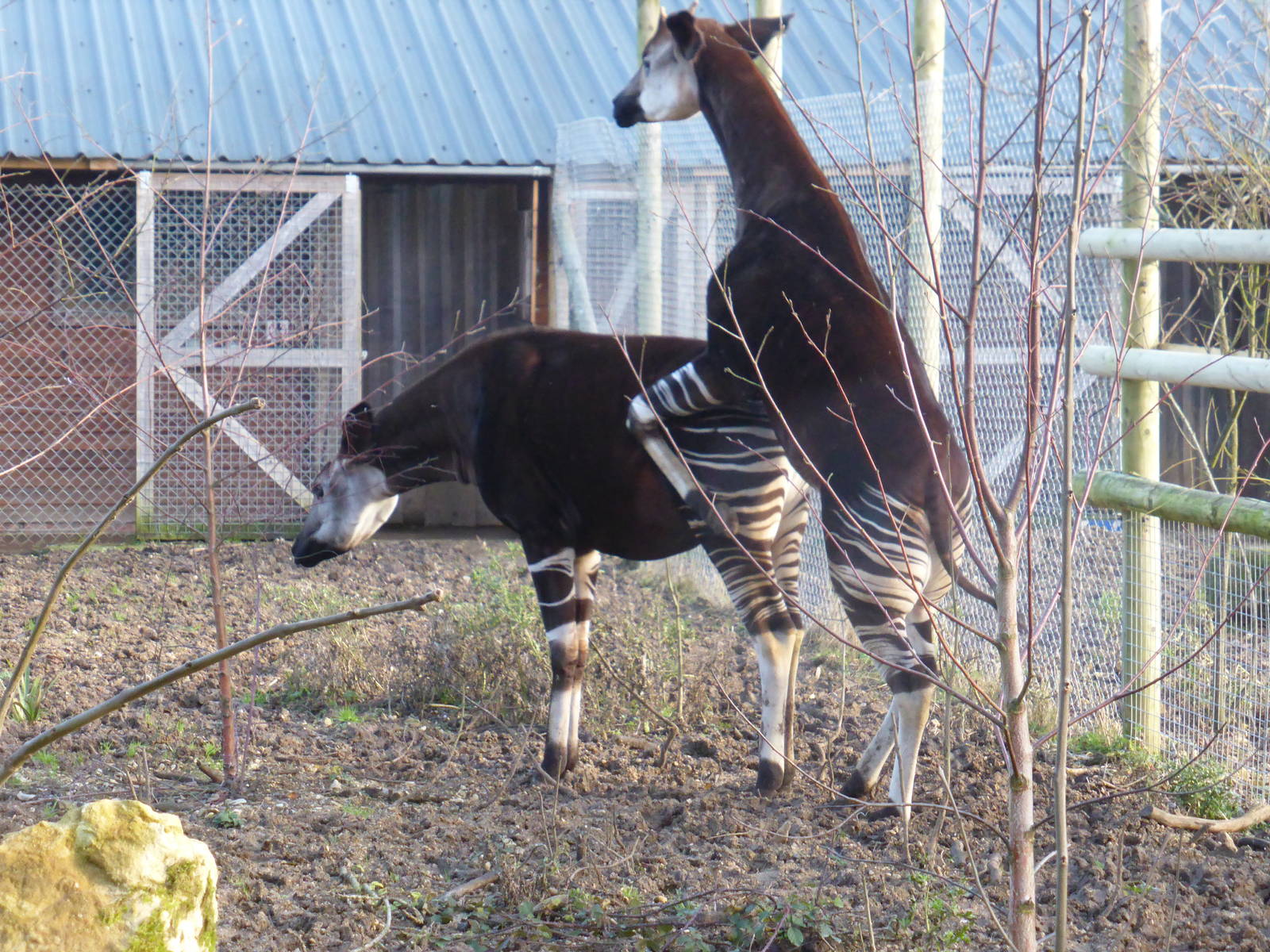 Okapi coutship
